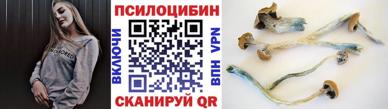 Псилоцибиновые грибы Cubensis где купить Яхрома